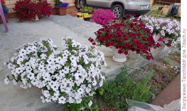 Петуния гигантская каскадная Торнадо Сильвер (Биотехника) - на переднем плане