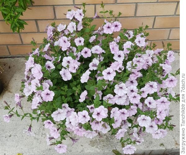 Петуния (минитуния) суперкаскадная Прилив Серебряный (Гавриш) – также поражается сильно ветром