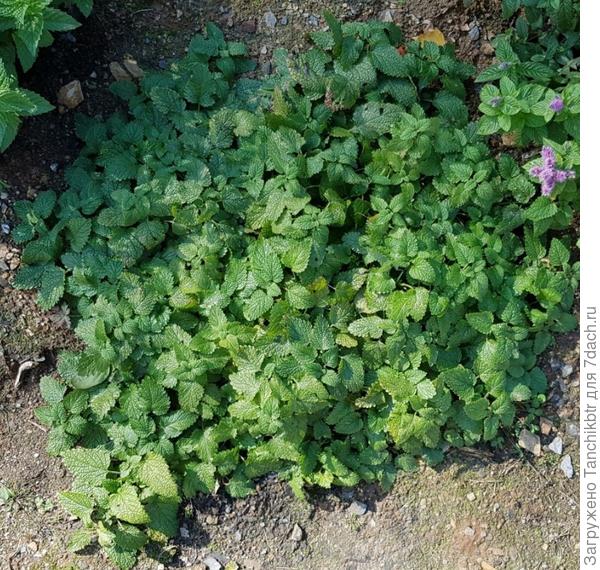 Мелисса, тоже выращенная из семян в этом году. Как раз видите, стелется. А другой сорт, который уже был на участке, совершенно другой (как по размеру, так и по форме листа, его размеру, аромату и вкусу)