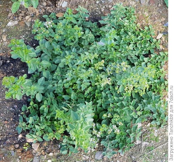 А вот орегано греческий, который, собственно, да – тоже душица))) Но с душицей &quot;Надежда&quot; ничего общего