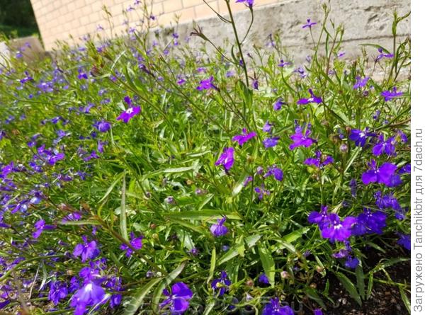 Прелестная лобелия