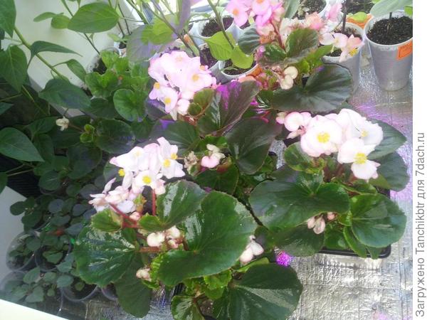 рассада в начале мая