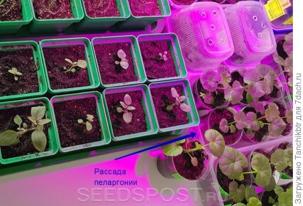 рассада пеларгонии