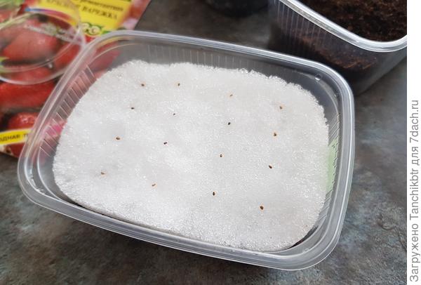 Насыпала в контейнер грунт примерно до половины. Сверху насыпала снег и разложила семена. Закрыла крышкой и убрала в светлое, теплое место.