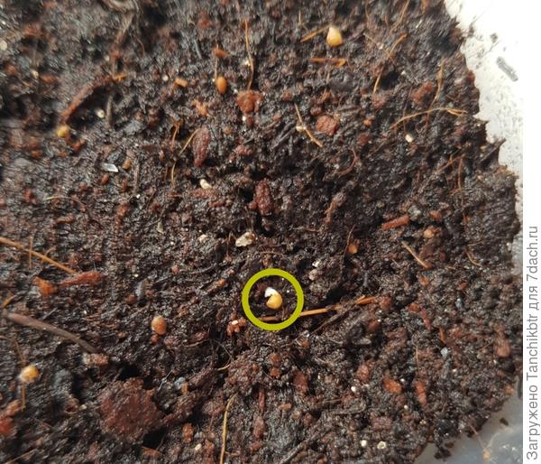 Некоторые семена уже проклюнулись на 6 день после посева