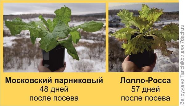 сравнение темпа роста салатов
