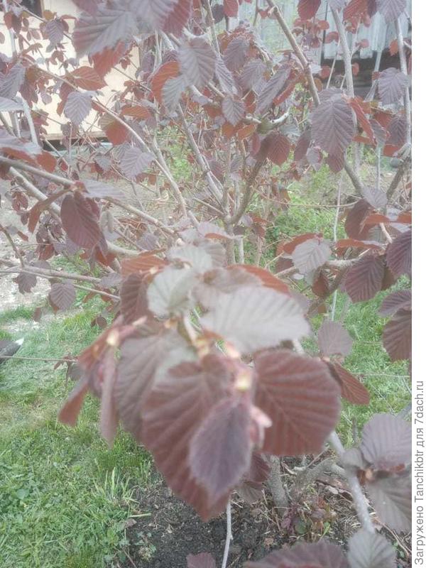 что это за кустарник