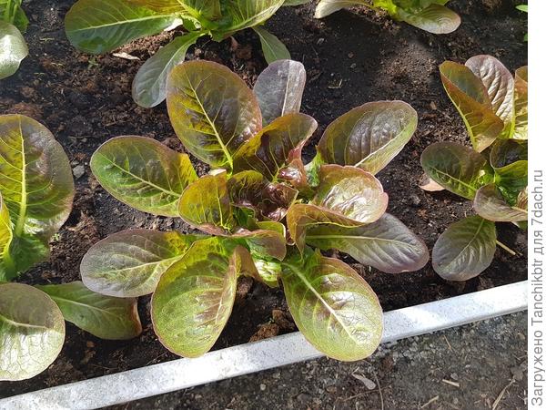 Кустики в теплице. Разница, как говорится, на лицо)))