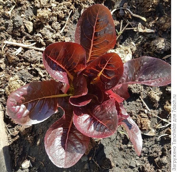 Ромэн в открытом грунте. Даже камера телефона не совсем передает цвет. Он намного ярче и темнее, насыщенного вишневого цвета