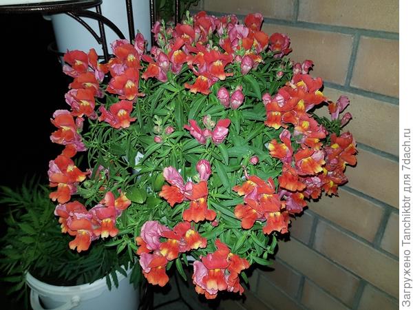 Антирринум Цветочные Ливни Дип Бронзе