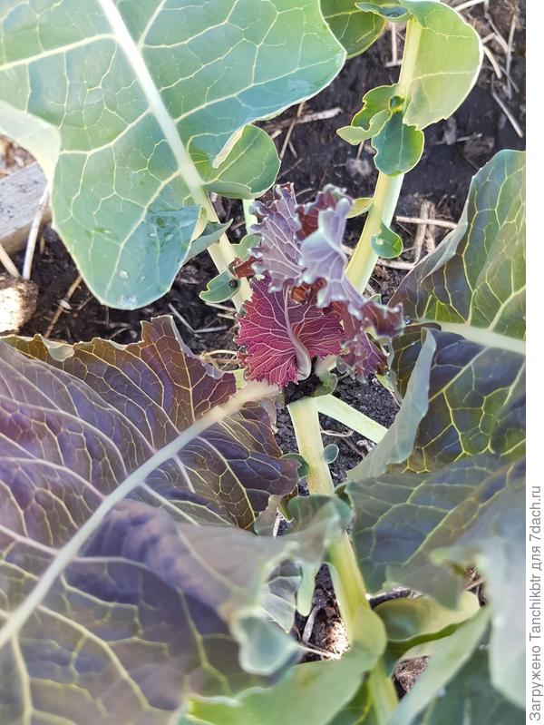 в предвкушении &quot;фиолетовых шаров&quot;)))