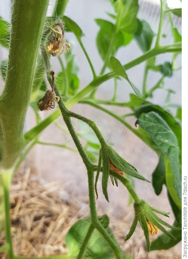 усыхают бутоны 3