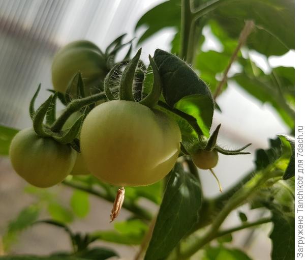 томаты в теплице 3
