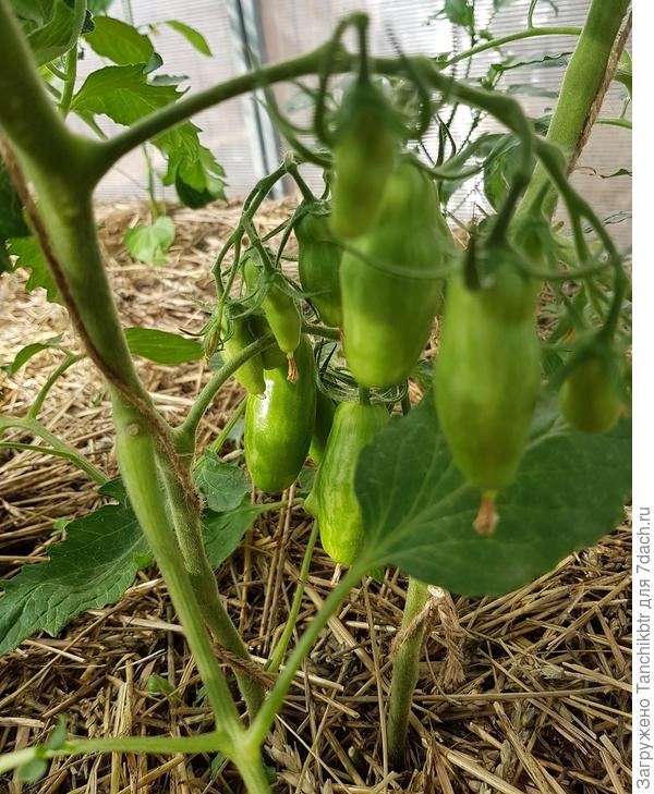 томаты в теплице 2