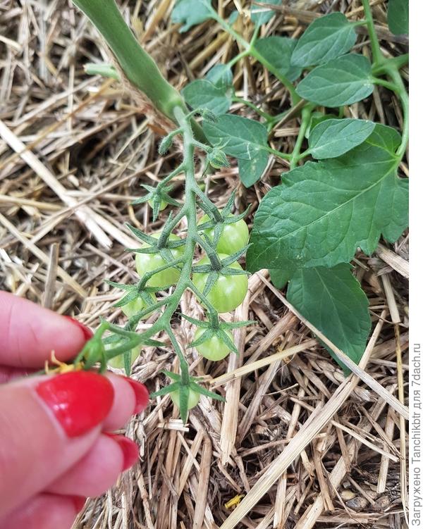 томаты в теплице