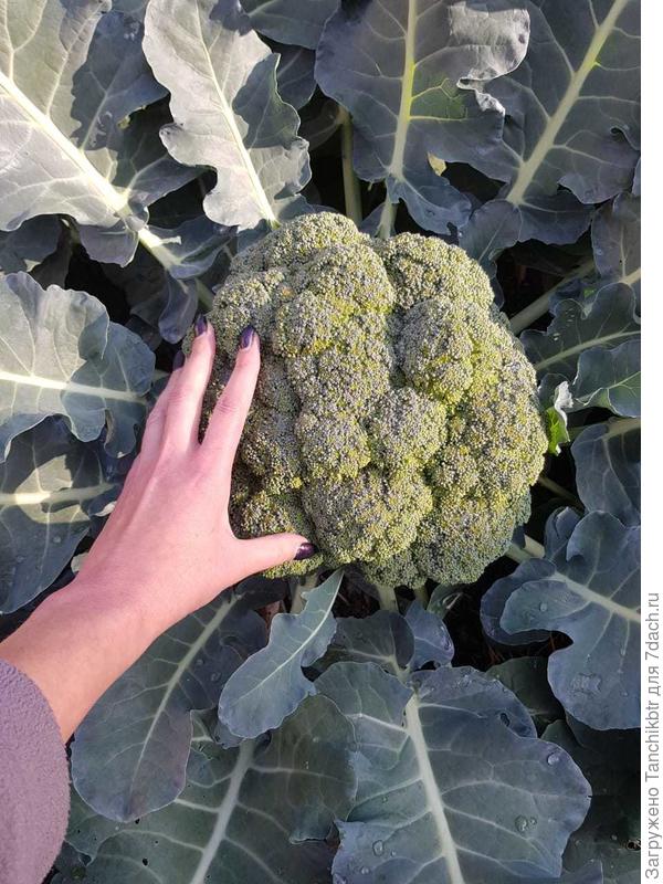 Моя красавица :) Может, для кого-то и мелкая, но ТАКОЙ у меня никогда не получалось. Учитывая, что никакого ухода она не видела с момента посева.