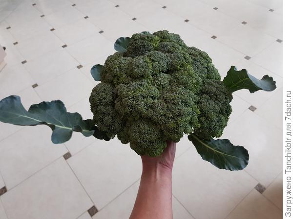 Брокколи