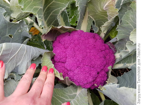 Фиолетовая цветная. Сначала негодовала, т.к. завязи были видны только на двух кустах. А теперь свой гнев забираю обратно)) все завязались. А что на фото - давно выросли, срезаны и съедены