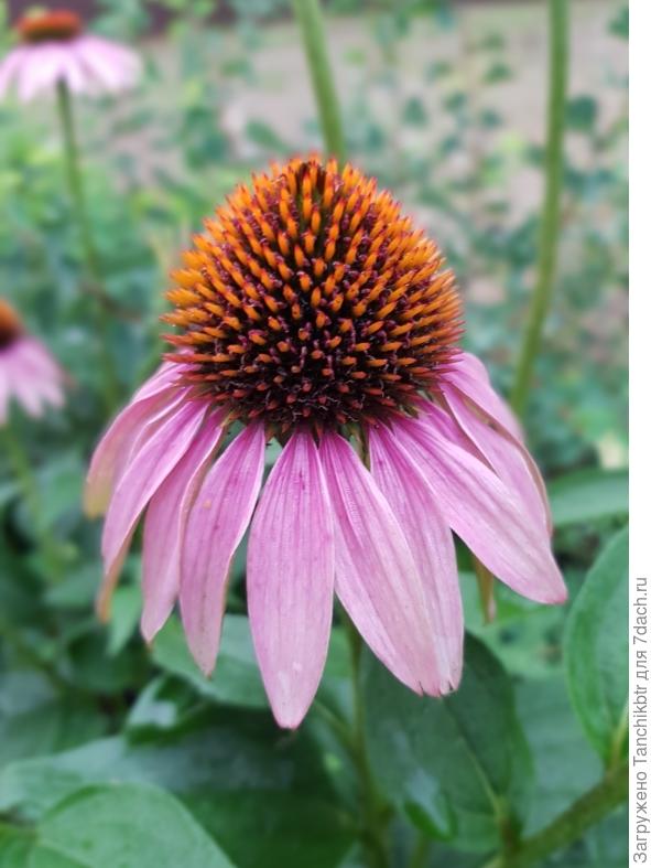 В этом году зацвела, а сеяла в ОГ в мае-июне 2019 г.