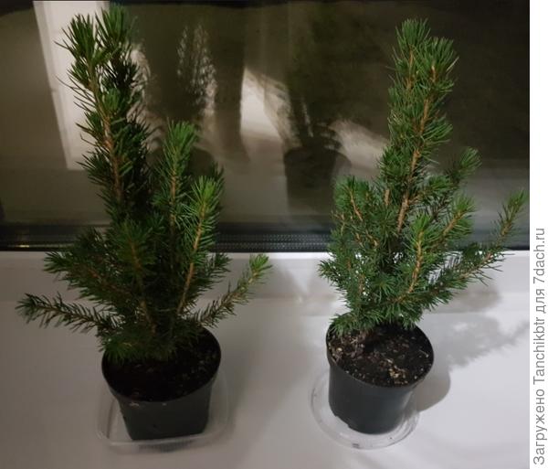 Новые &quot;обитатели&quot; дома в 2021 году