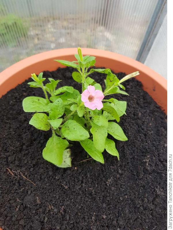 Первые числа мая. Эти растения сами по семе малявки, серия mini