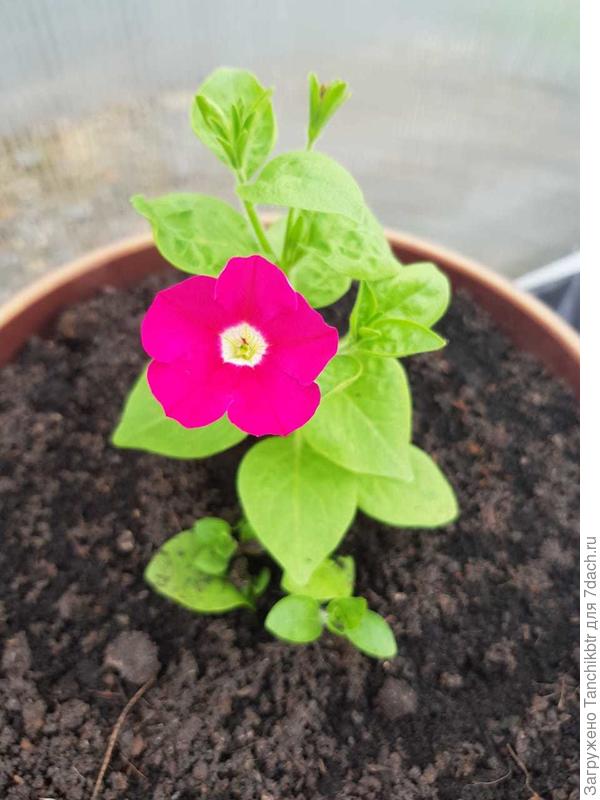 еще одна &quot;малявка&quot;