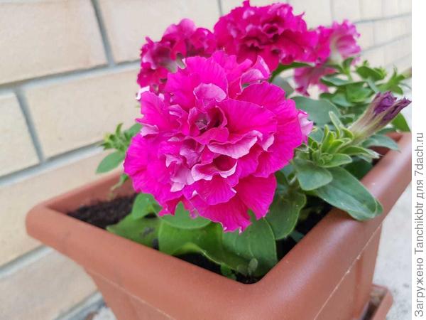 20-ые числа мая