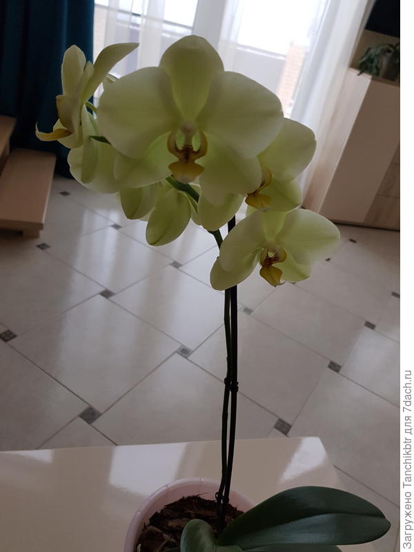 Впервые зацвела за пять лет