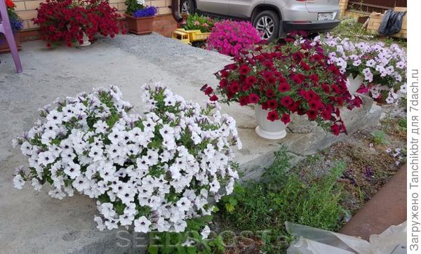 петунии в кашпо (2019 г.)