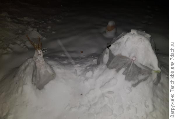 приходится сразу устанавливать &quot;шалаш&quot; и &quot;кутать&quot;, т.к. высажены временно возле дома, где сходит активно снег. Без данных сооружений, думаю, может их поломать
