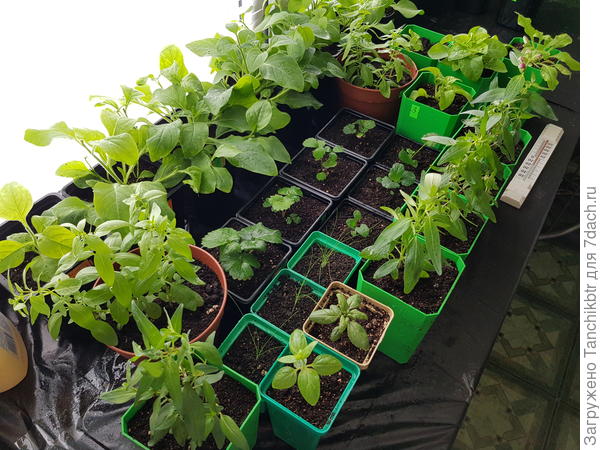 Ампельный в коричневых горшочках. Уже не помню, на литр они или 1,5. Зеленые стаканчики - 700 мл, в них низкорослый