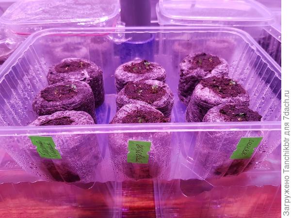 всходы бакопы