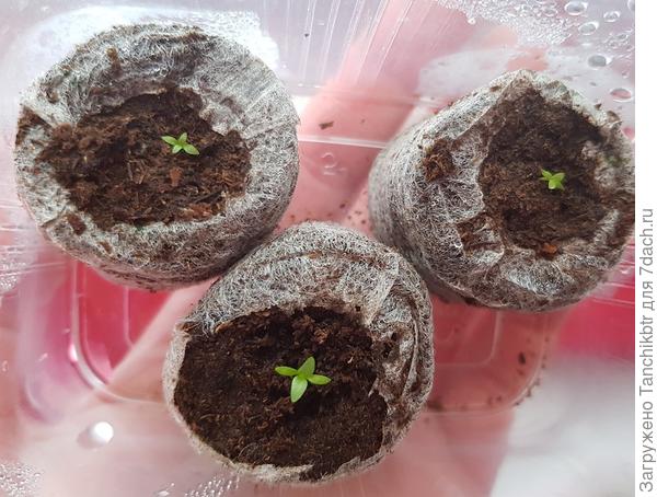 мои почти двухнедельные &quot;скромняги&quot;