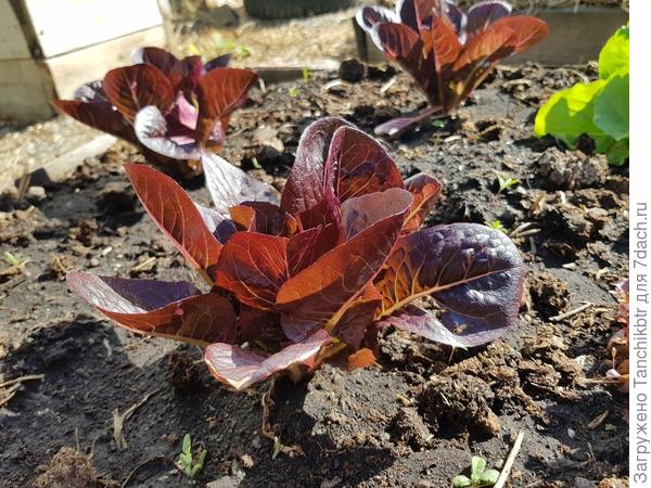 Фотки уже на грядке только ромейн нашла