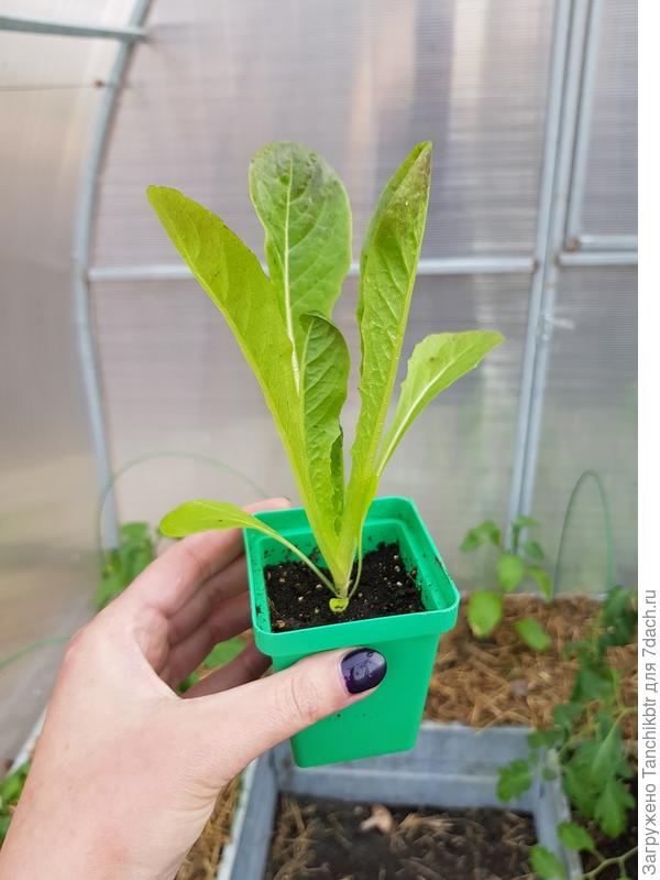 Ромейн Мунред (кстати, классный салат :) думаю, свой идеальный я все-таки нашла)))))