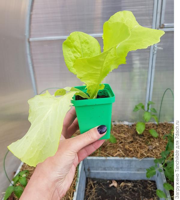 Айсберг &quot;Летний хит&quot;