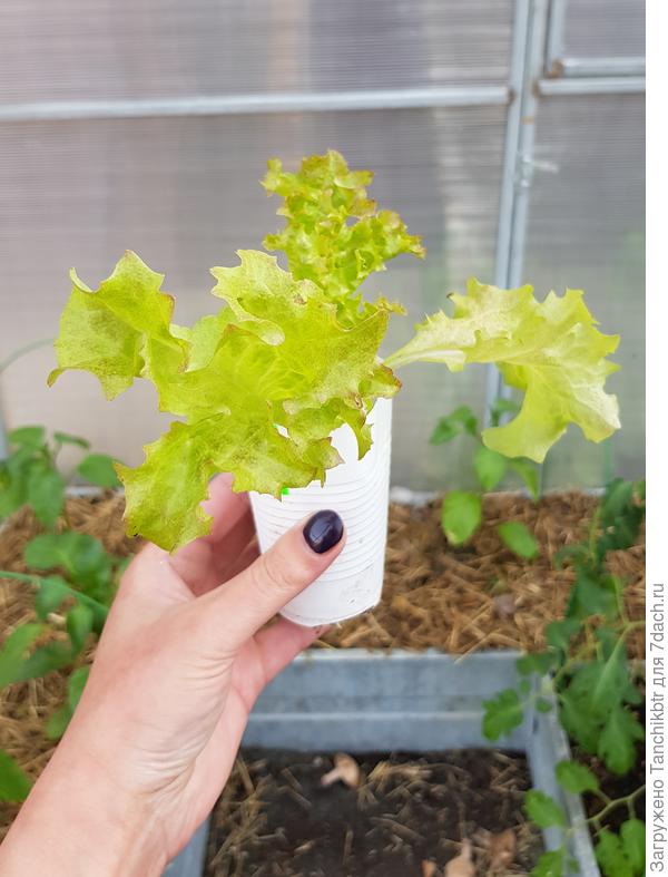 Лолло-Росса