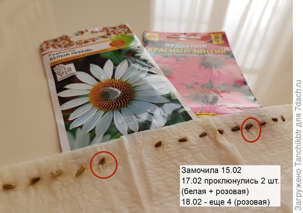 Я, как обычно))) всё через проращивание (слева семена белой рудбекии, справа - розовой)