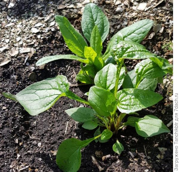 Такие кустики уже в июне или июле при посадке семян в мае (2019)