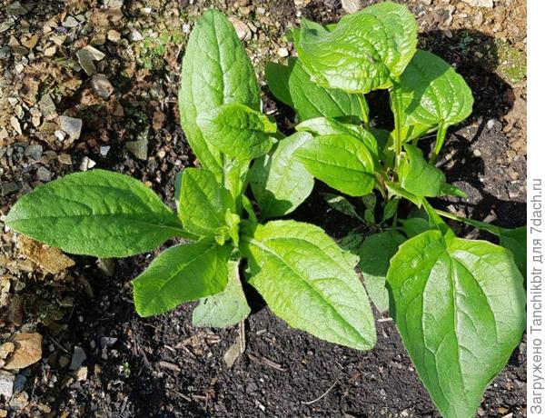 Вместе с ромашкой махровой Крэйзи Дэйзи