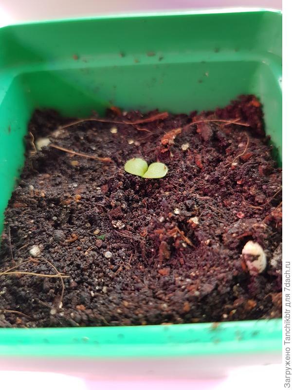 всходы рудбекии &quot;Белый лебедь&quot;