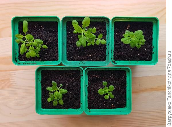 Показалось, что слишком бодро растет, поэтому при перевалке переставила в прохладную комнату