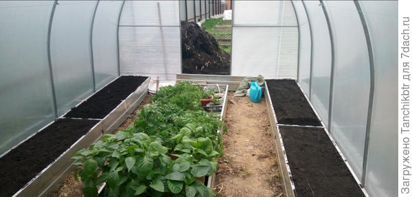 Реально ли вырастить арбузы/дыни на боковых грядках или только на центральной нужно размещать?