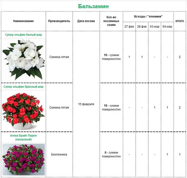 Схема посадки бальзамина
