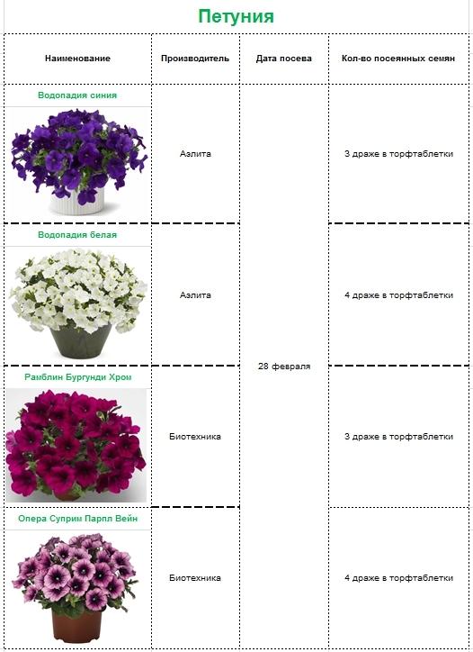 Петуния кустовая схема посадки