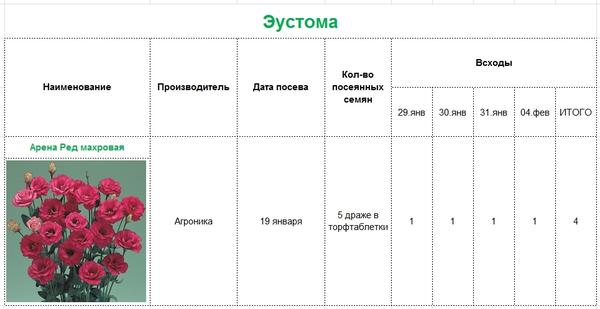 Схема посадки эустомы