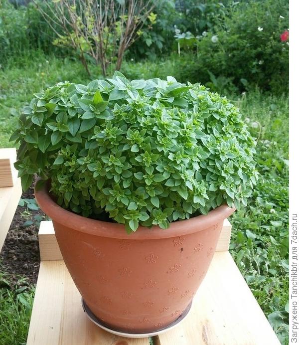 А хочу - так