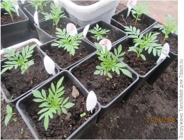 какой объем грунта был предоставлен для одного сеянца?