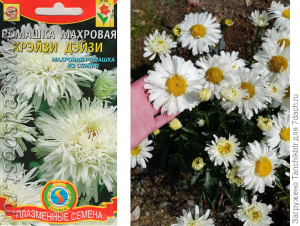 ожидание - реальность