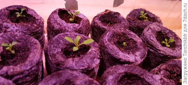 неравномерные всходы и развитие :(